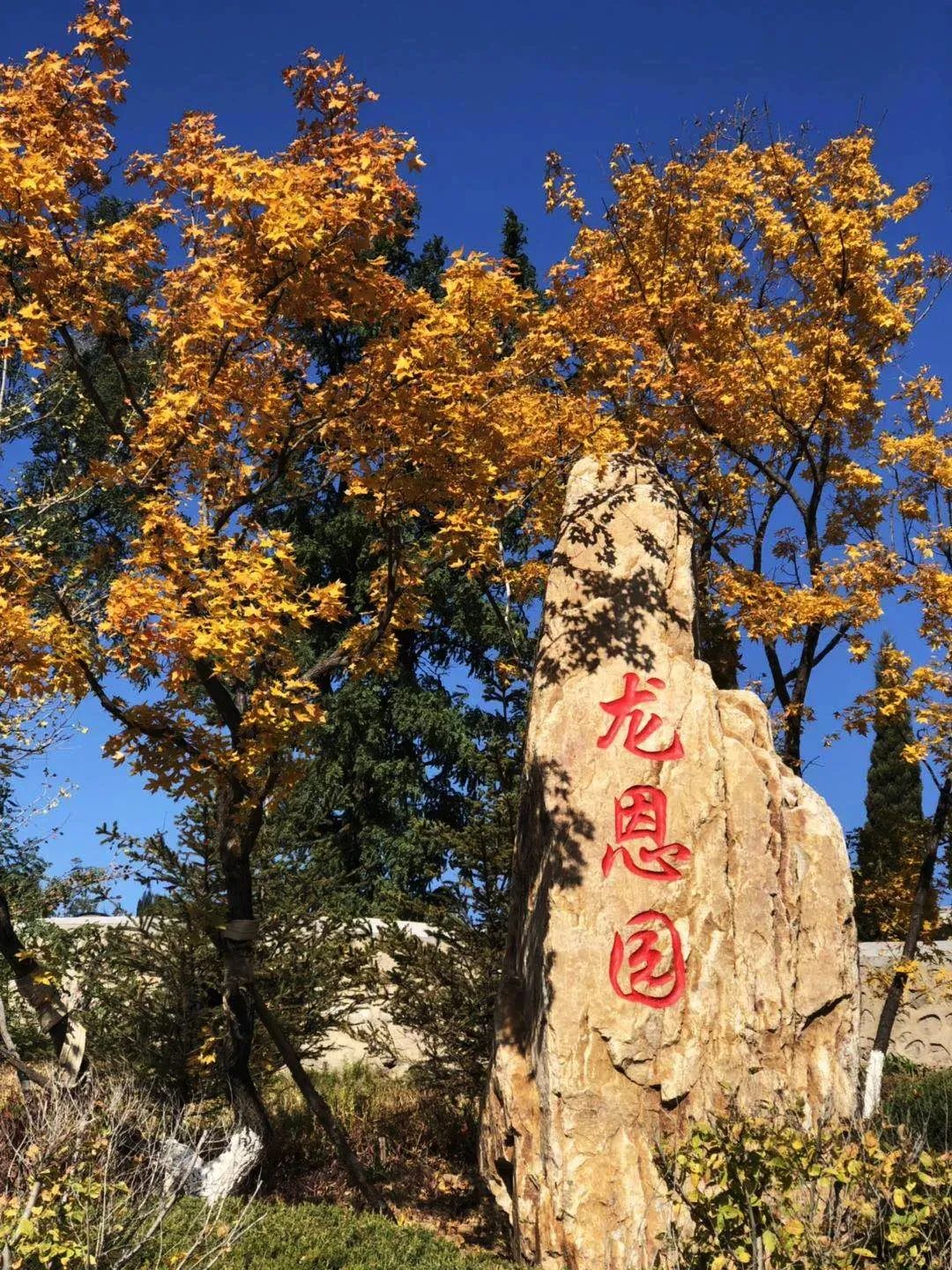 沈阳墓地价格表中的金秋重阳至，思亲情更浓，龙生墓园重阳节代客祭扫服务上线！