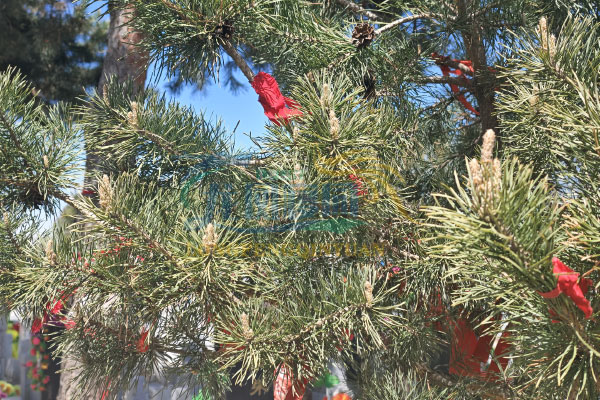 深入了解龙凤墓园的骨灰安葬服务优势