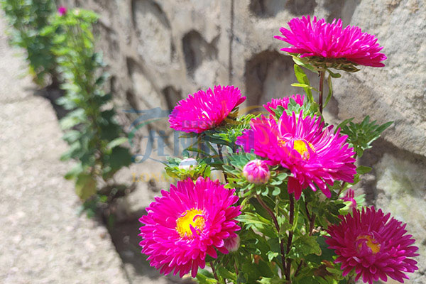 沈阳龙凤陵园墓园景观