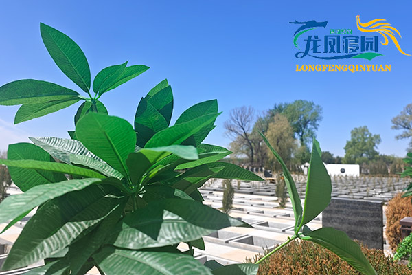 如何选择适合的沈阳陵园树葬？