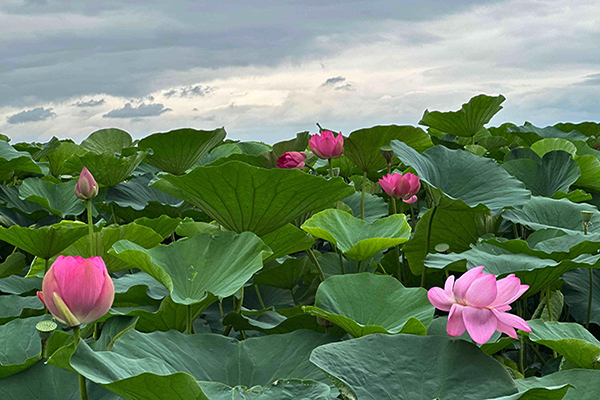 沈阳公墓墓地前兆辽河后靠金牛山，山清水秀鸟语花香